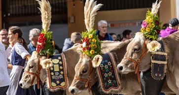 Drei Kühe mit Almkränzen
