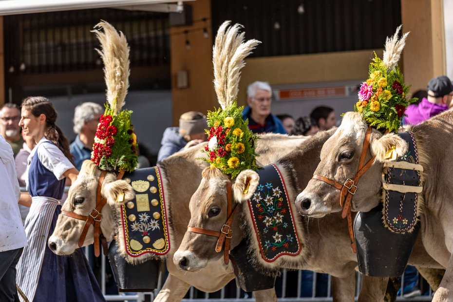Drei Kühe mit Almkränzen