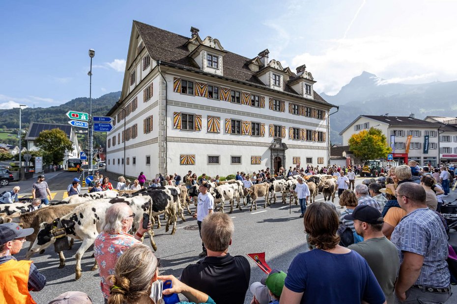 Alpabzug in Näfels, Kühe mit Almkränzen