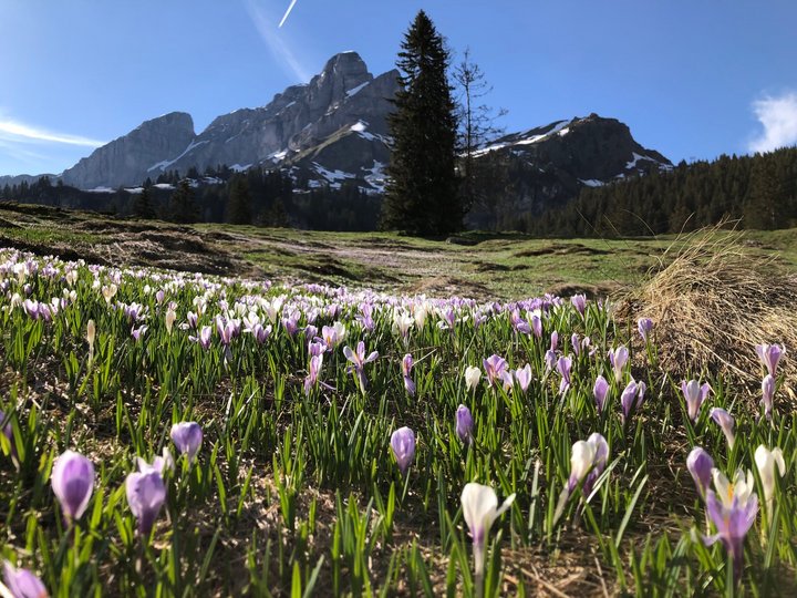Bild Frühling mit Krokus